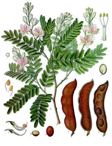 Image Credit: Franz Eugen Köhler, Köhler's Medizinal-Pflanzen
Rights: Public Domain
Source:http://commons.wikimedia.org/wiki/File:Koeh-134.jpg Contact-image
